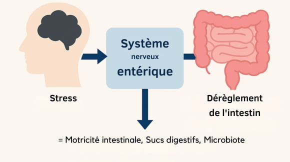Schéma stress intestinal - Herboristerie Sensathé